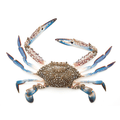 Blue Crab Small