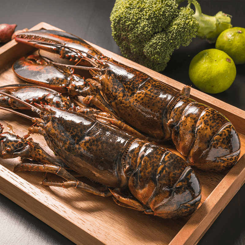 Live Lobster Medium