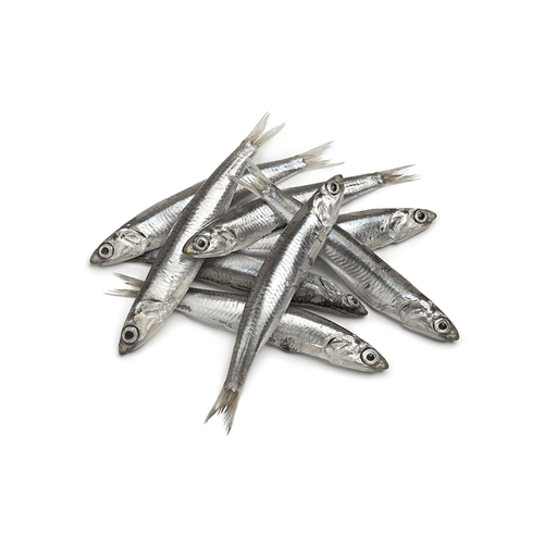 Anchovy