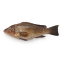 Hamour / Suman - Large