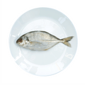 Jesh / Orange Spotted Travelly