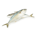 Mackerel Medium