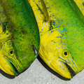 Mahi Mahi Fish 3/4 KG SIZE