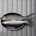 Milk Fish
