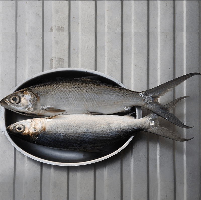 Milk Fish
