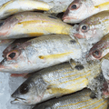 Naiser / Blackspot Snapper