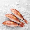 Red Mullet