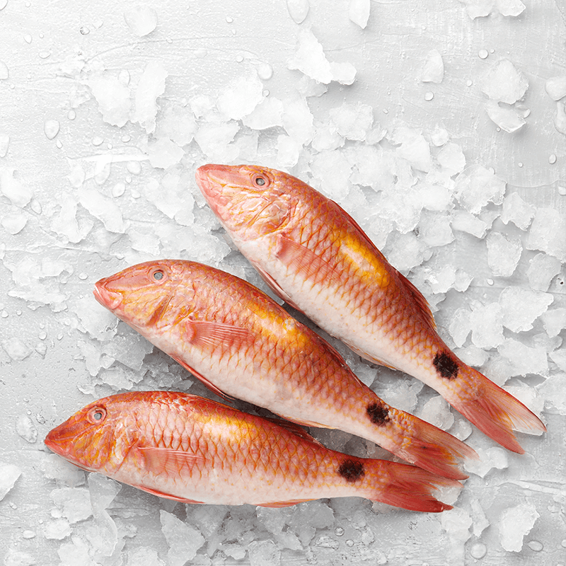 Red Mullet
