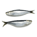 Sardine - Small